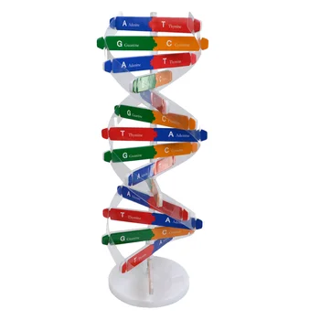 Dnr Dvigubos Spiralės Gamtos Mokslų Mokymo Priemonių Manekenas Modelis Aids Biologijos Mokymo Savęs Surinkimas Vaikai Playset Surinkti Mokslas