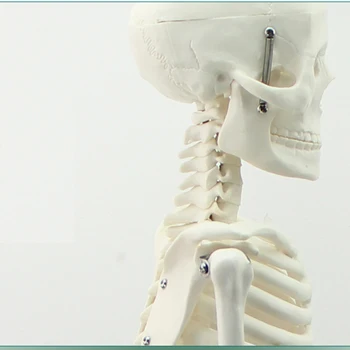 Medicinos standartas 85cm žmogaus skeleto modelis žmogaus kūno modelis